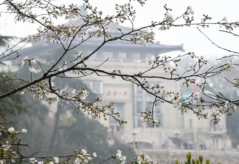 우한대학교 교내 벚꽃 [3월 8일 촬영/사진 출처: 신화사]