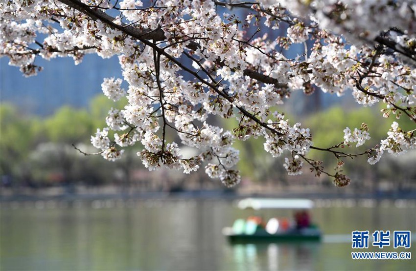 관광객이 위위안탄공원에서 유람선을 타며 벚꽃을 구경하고 있다. [2019년 3월 25일 촬영/사진 출처: 신화망]