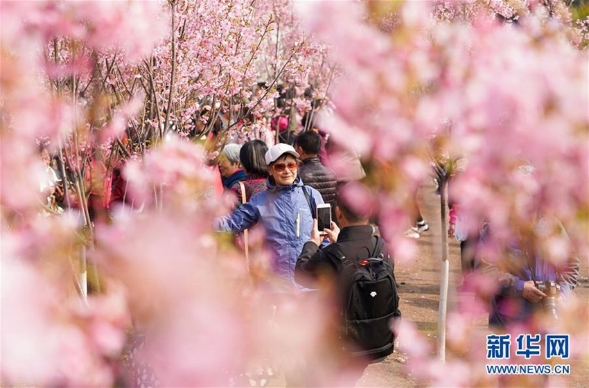 관광객들이 위위안탄(玉淵潭)공원 벚꽃 나무 아래에서 사진을 찍고 있다. [2019년 3월 19일 촬영/사진 출처: 신화망]
