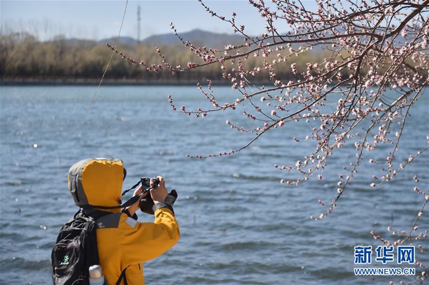 관광객이 이허위안 시디(西堤)에서 꽃을 촬영하고 있다. [2020년 3월 14일 촬영/사진 출처: 신화망]
