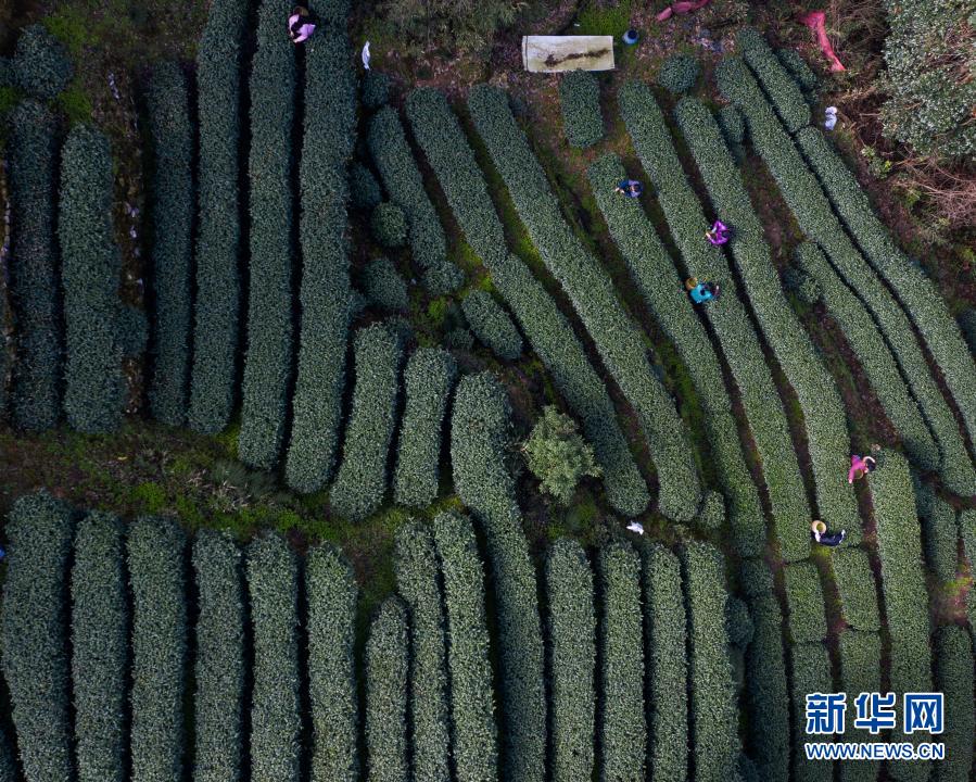 항저우 시후 명소에 위치한 만줴룽촌 룽징찻기지에서 차농들이 찻잎을 따고 있다. [3월 12일 촬영/사진 출처: 신화망]
