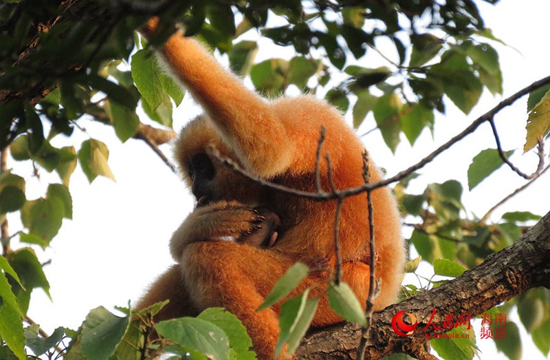 새끼 긴팔원숭이를 안고 있는 ‘엄마 원숭이’ [사진 제공: 하이난 열대우림 국가공원 바왕링 분국]