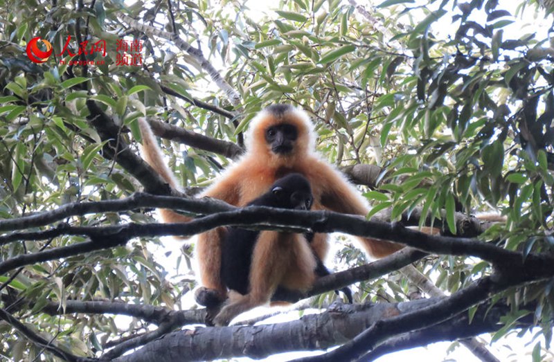 새끼 긴팔원숭이를 안고 있는 ‘엄마 원숭이’ [사진 제공: 하이난 열대우림 국가공원 바왕링 분국]