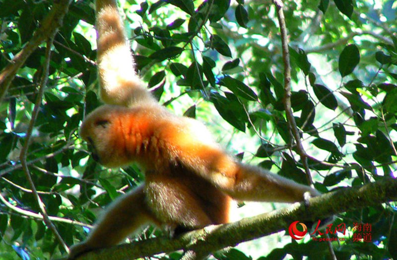 열대우림의 긴팔원숭이 [사진 제공: 하이난 열대우림 국가공원 바왕링 분국]