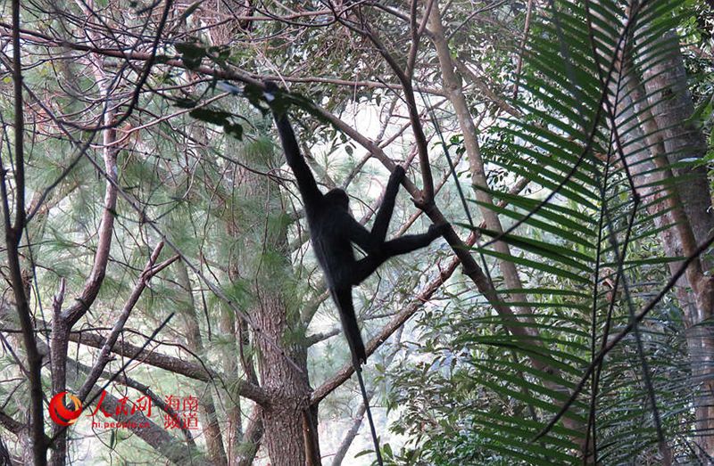 열대우림의 긴팔원숭이 [사진 제공: 하이난 열대우림 국가공원 바왕링 분국]