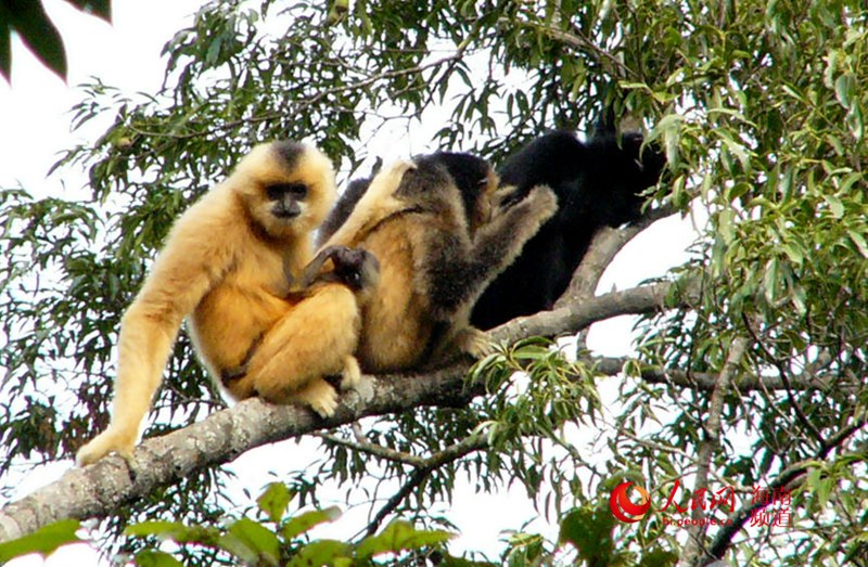 열대우림의 긴팔원숭이 [사진 제공: 하이난 열대우림 국가공원 바왕링(霸王嶺) 분국]