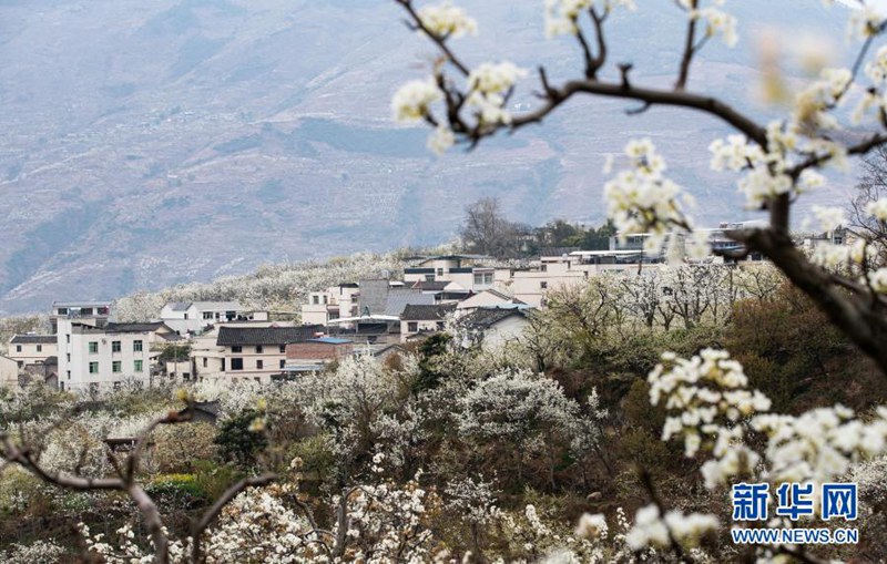 다톈(大田)촌의 새하얀 배꽃과 민가가 어우러져 있다. [3월 5일 촬영/사진 출처: 신화망]