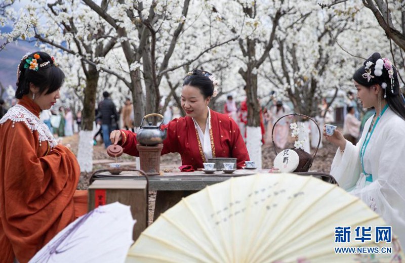 청두(成都)에서 온 한푸[漢服: 중국 한족(漢族)의 전통복] 애호가들이 싼창(三強)촌 배꽃 숲에서 차를 마시고 있다. [3월 5일 촬영/사진 출처: 신화망]