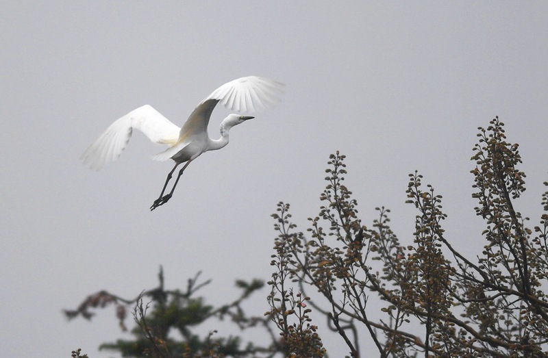 백로가 공원 위를 날고 있다. [3월 10일 촬영/사진 출처: 신화사] 