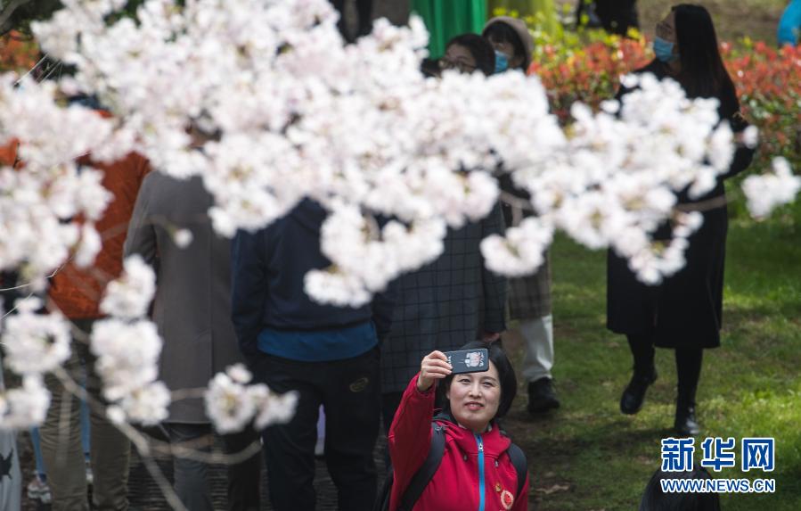 3월 13일, 저우궈훙이 우한대 벚꽃나무 아래서 셀피를 찍고 있다. [사진 출처: 신화망]