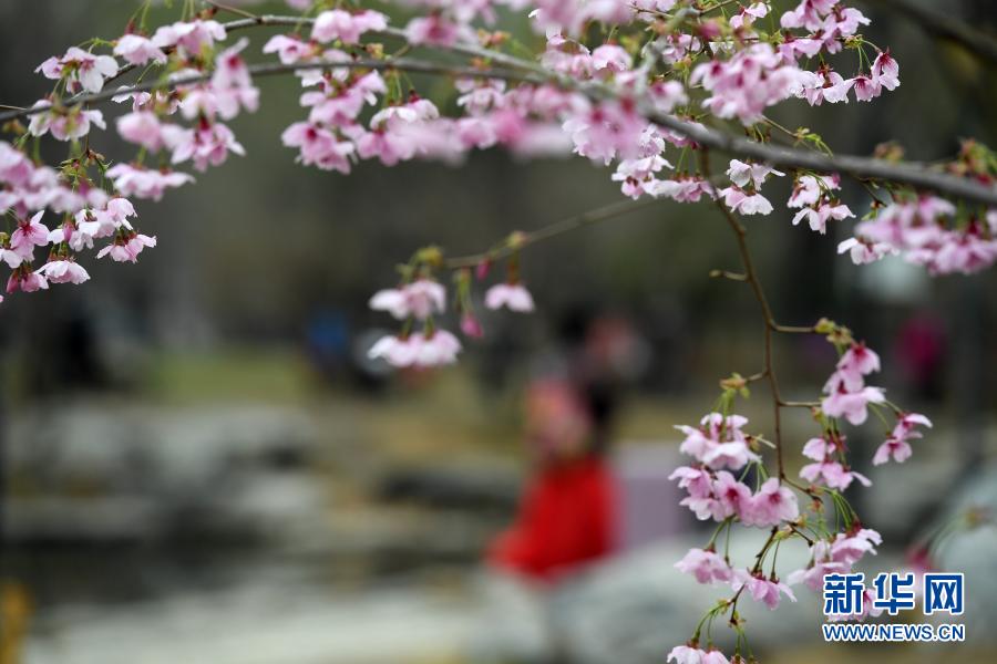 위위안탄 공원에서 재배된 벚꽃 [3월 18일 촬영/사진 출처: 신화망]