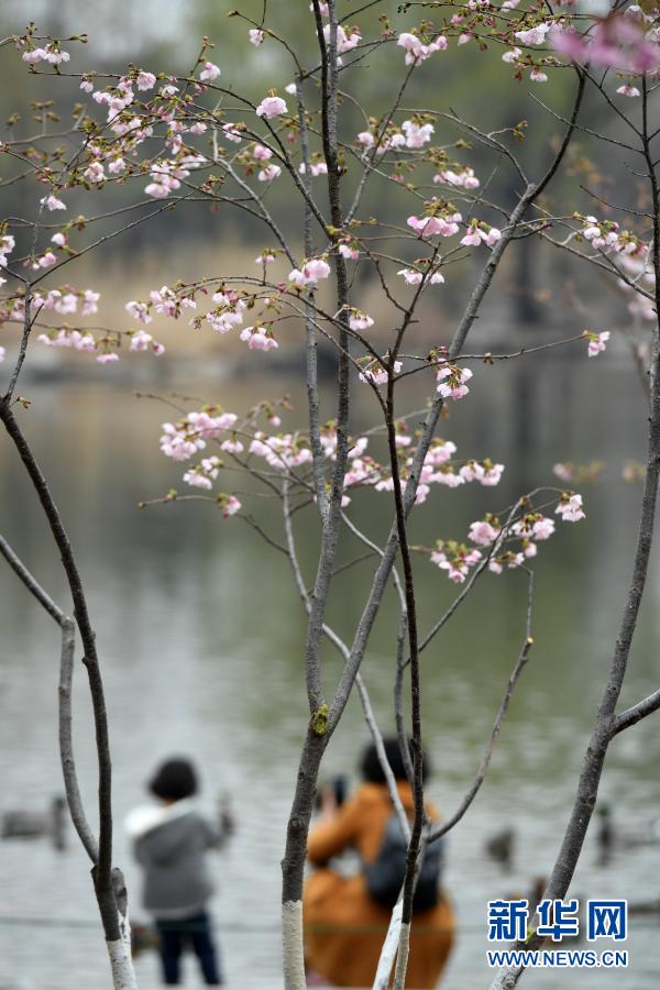 여행객들이 위위안탄 공원의 벚꽃 나무 앞에서 사진을 찍고 있다. [3월 18일 촬영/사진 출처: 신화망]