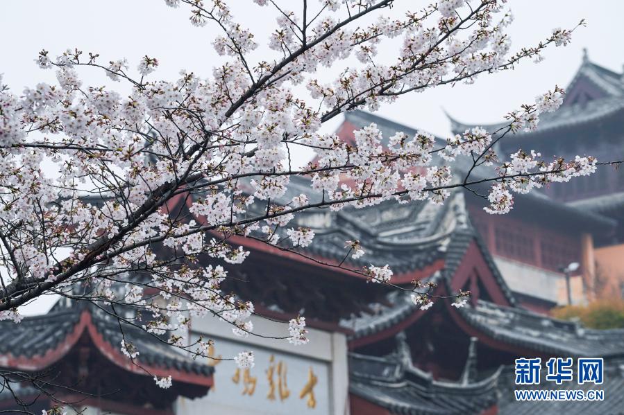 난징 지밍사(雞鳴寺, 계명사)로의 벚꽃 풍경 [3월 16일 촬영/시잔 출처: 신화망]