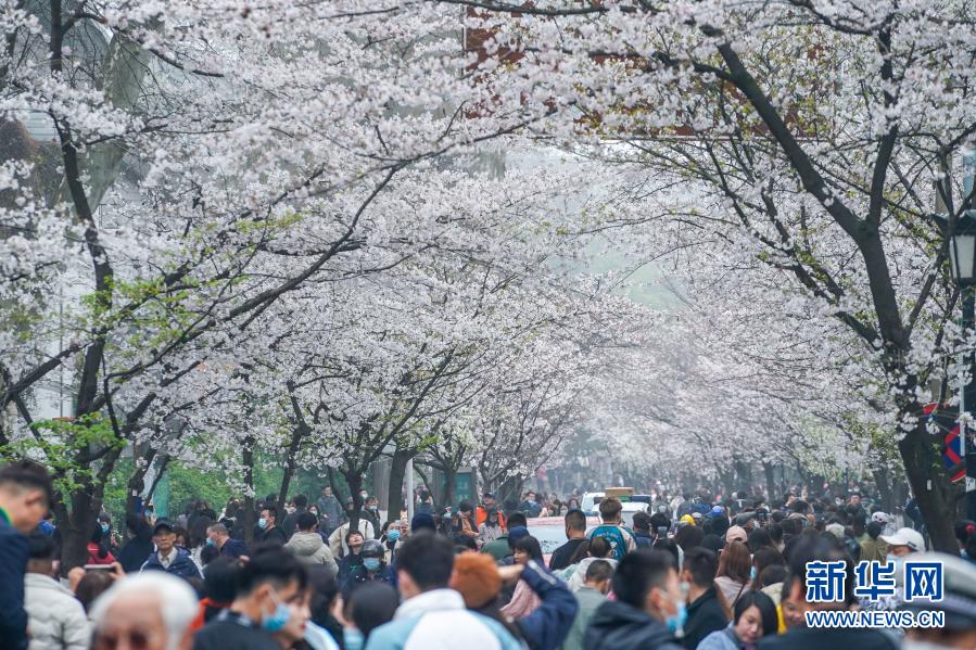 시민과 관광객들이 벚꽃을 구경하고 있다. [3월 16일 촬영/시잔 출처: 신화망]