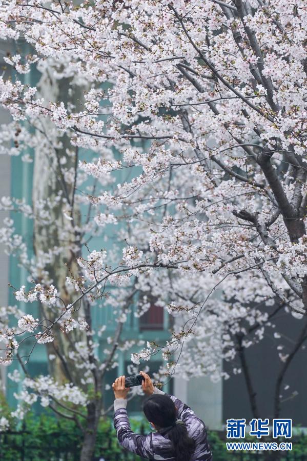 한 시민이 난징 지밍사로에서 벚꽃을 찍고 있다. [3월 16일 촬영/시잔 출처: 신화망]
