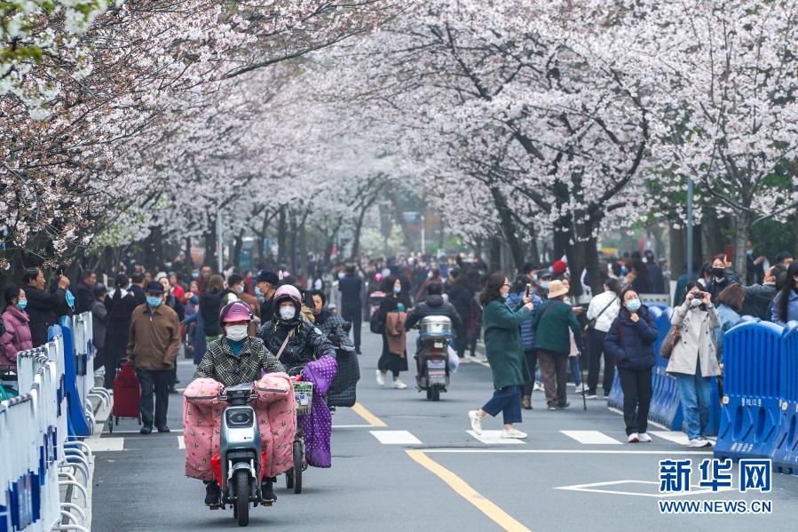 시민과 관광객들이 벚꽃을 구경하고 있다. [3월 16일 촬영/시잔 출처: 신화망]
