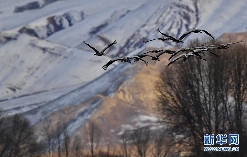 검은목두루미가 자연보호구역을 날고 있다. [3월 14일 촬영/사진 출처: 신화망]
