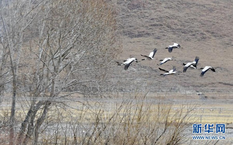 린저우현 검은목두루미 자연보호구역의 검은목두루미 [3월 14일 촬영/사진 출처: 신화망]