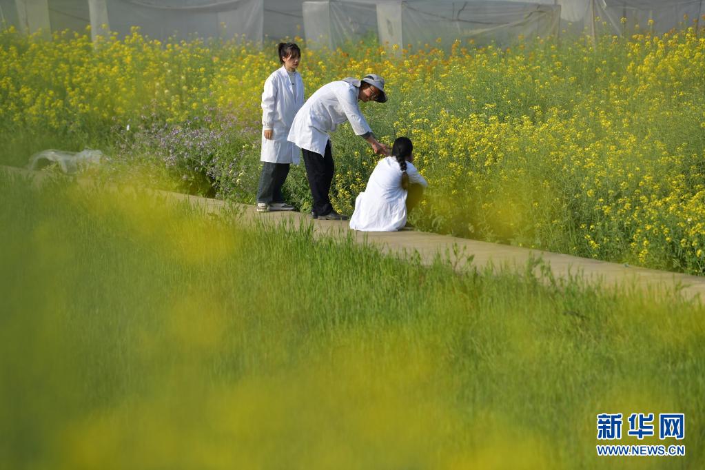 푸 교수(가운데)와 학생들이 유채꽃 생장 상황을 살펴보고 있다. [3월 24일 촬영/사진 출처: 신화망]