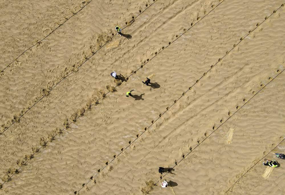 현지민들이 체모현에서 멀지 않은 타커라마간 사막에서 식수 활동을 펼친다. [3월 28일 드론 촬영/사진 출처: 신화사]