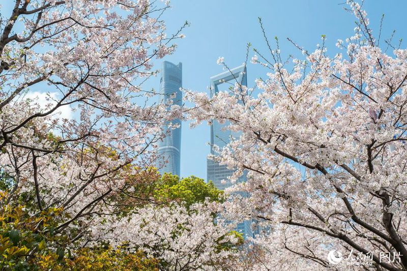 3월 26일, 상하이 지하철 2호선 둥창루(東昌路)역 입구 벚꽃이 만개해 멀리 보이는 루자쭈이(陸家嘴) 랜드마크 건축물과 조화를 이룬다. [사진 출처: 인민망] 