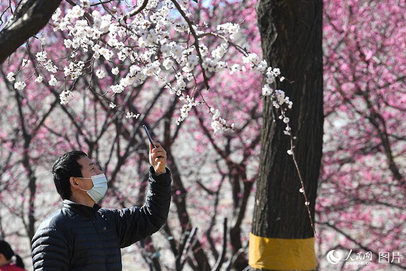 3월 21일, 베이징 햇볕 좋은 날, 명성벽유적공원의 산도화, 매화꽃이 만발해 여행객들의 발길을 끌었다. [사진 출처: 인민망] 