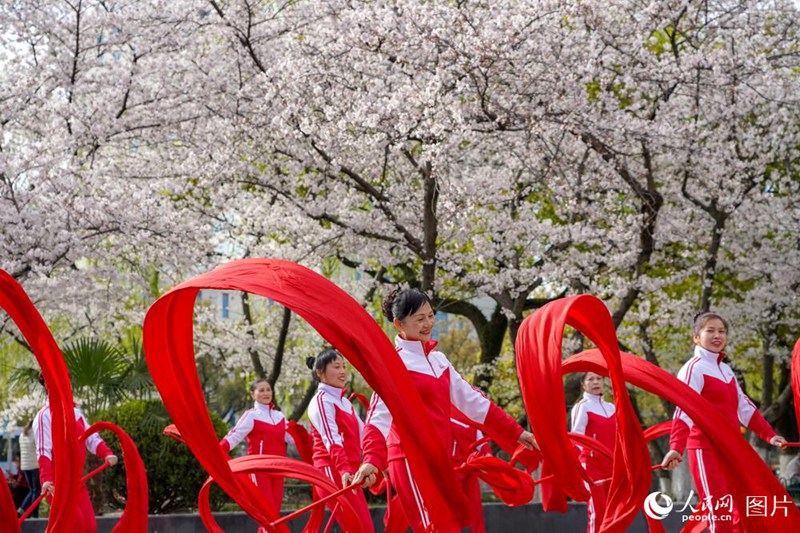 3월 26일, 훙처우(紅綢, 빨간 실크)춤 애호가들이 닝보시 하이수(海曙)구 공원에서 춤을 추며 운동을 즐긴다. 휘날리는 빨간 실크와 벚꽃이 어우러지는 아름다운 풍경은 좋은 봄날 시절을 느끼게 한다. [사진 출처: 인민망] 
