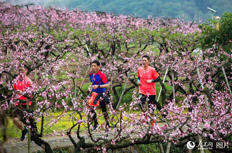 3월 21일, 향촌 달리기행사가 저장(浙江)성 닝보(寧波)시 펑화(奉化)구에서 열려 달리기 애호가 100명이 복숭아꽃길을 지나며 아름다운 환경과 더불어 상쾌한 운동을 즐긴다. [사진 출처: 인민망] 