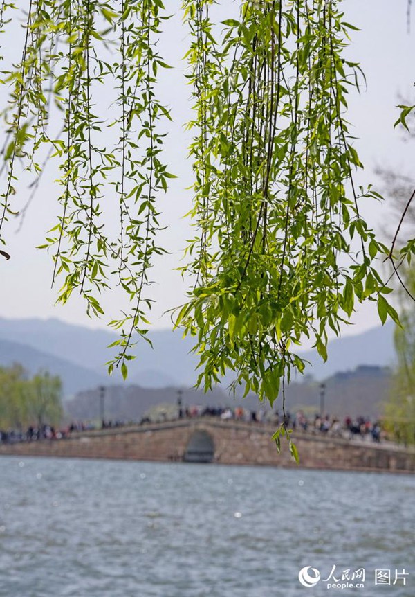 3월 23일, 항저우(杭州)시 ‘서호단교(西湖斷橋)’ 주변으로 푸른 버드나무가 우거져 아름다운 경치로 다수 관광객들의 발길을 이끈다. [사진 출처: 인민망] 