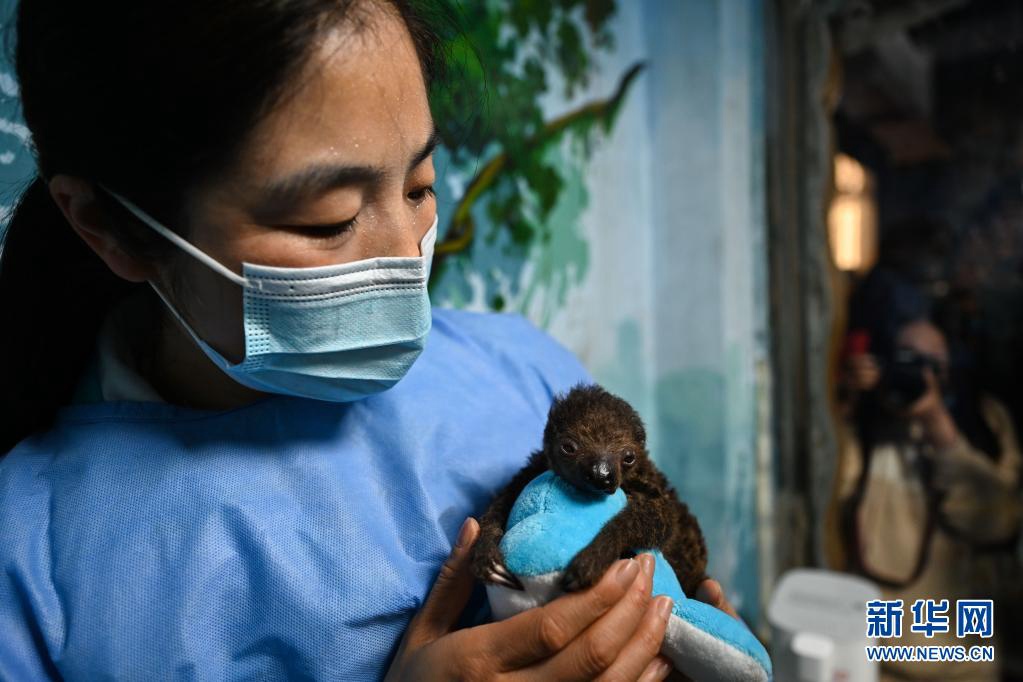 중국 안후이, 첫 인공 사육 환경에서 태어난 나무늘보 새끼 공개