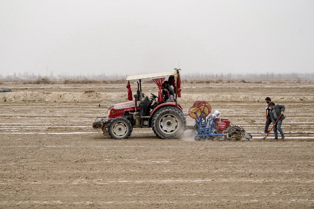 신장 카스 지역에 위치한 사처현의 면화 재배지에서 농민들이 파종 중이다. [3월 26일 촬영/사진 출처: 신화사]