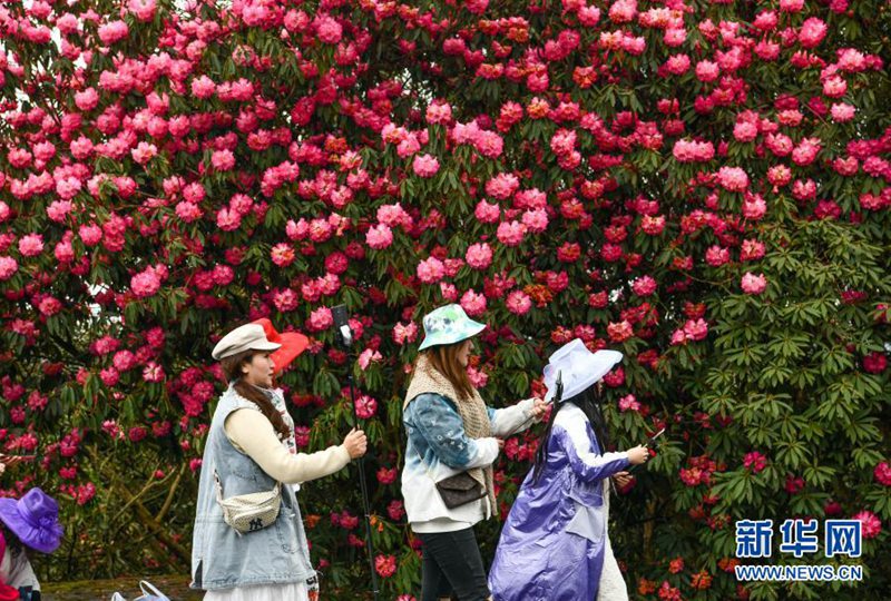 관광객들이 바이리두쥐안 푸디 관광지에서 꽃구경하고 있다. [3월 21일 촬영/사진 출처: 신화망]