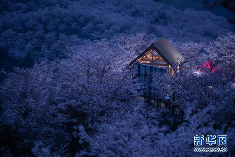 어두운 밤, 나무집 한 채가 벚꽃밭에 가려져 있다. [3월 16일 촬영/사진 출처: 신화망]