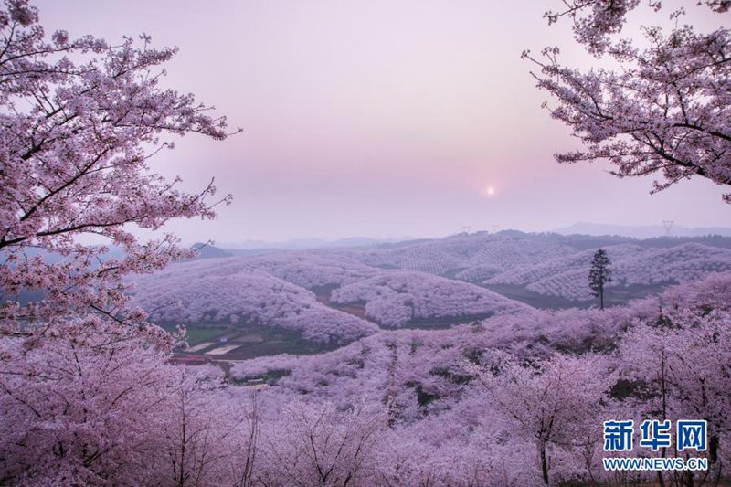 석양 아래 벚꽃 화원의 풍경 [3월 16일 촬영/사진 출처: 신화망]