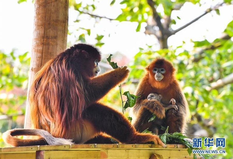아빠 황금들창코원숭이(좌)가 엄마 원숭이, 갓 태어난 딸과 함께 식사 중이다. [3월 17일 촬영/사진 출처: 신화망]