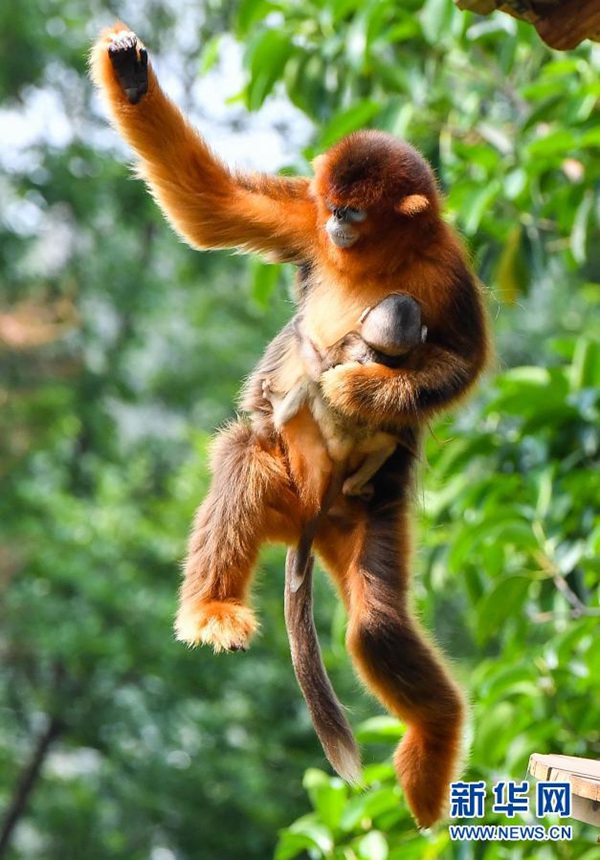 광저우 창룽야생동물세계의 엄마 황금들창코원숭이가 새끼를 안고 나무를 탄다. [3월 17일 촬영/사진 출처: 신화망]
