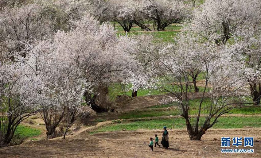 4월 3일, 한 장족 여성이 두 손자를 데리고 바이쑹진 르당촌 복숭아꽃 나무 사이를 걸어가고 있다. [사진 출처: 신화망]