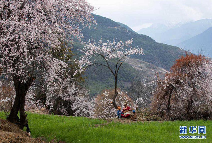 4월 4일, 거룽뤄부(格絨羅布) 씨가 복숭아꽃 나무 아래에서 장족 사현금을 연주하고 있다. [사진 출처: 신화망]