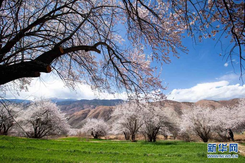 복숭아꽃 나무의 풍경 [4월 3일 드론 촬영/사진 출처: 신화망]