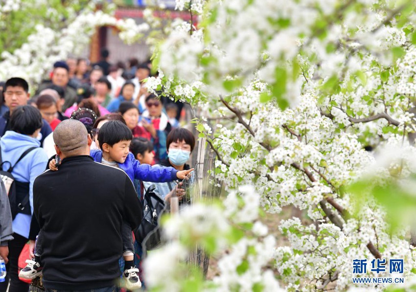 관광객들이 양자포 민속문화원에서 배꽃을 구경하고 있다. [4월 11일 촬영/사진 출처: 신화망]
