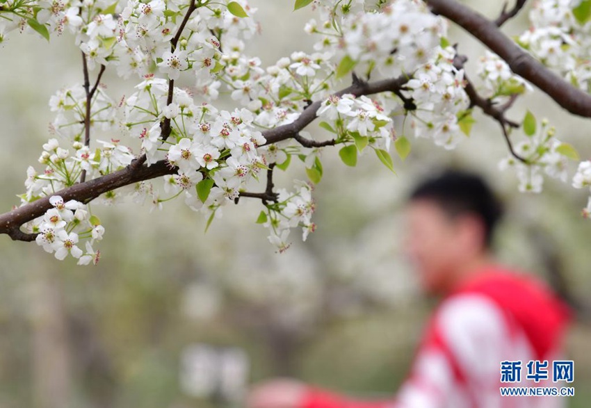 관광객이 양자포 민속문화원에서 배꽃을 구경하고 있다. [4월 11일 촬영/사진 출처: 신화망]