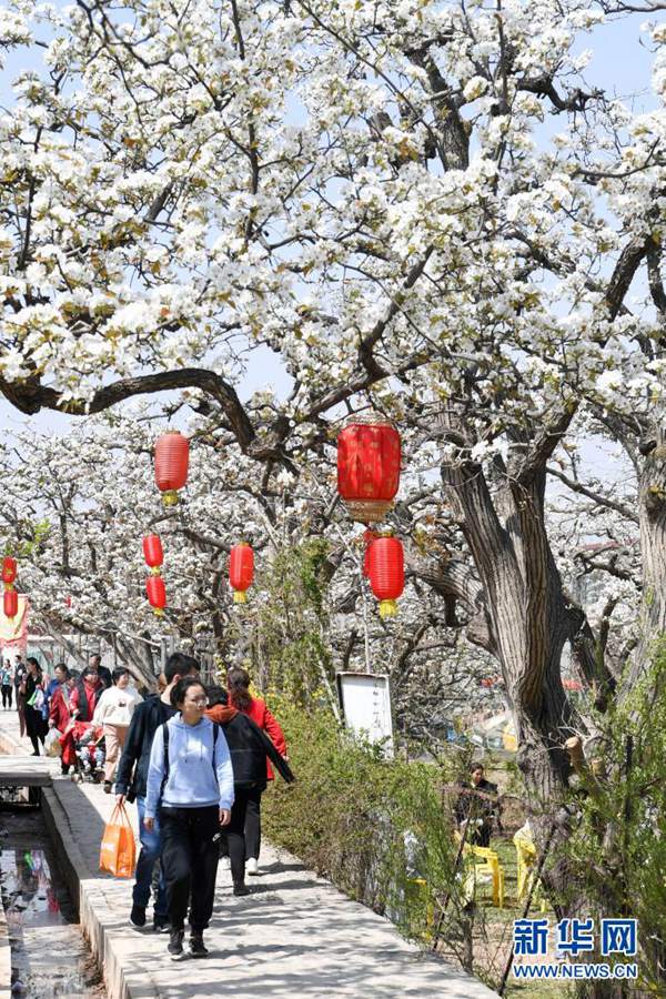 관광객들이 간쑤성 가오란(皋蘭)현 스촨(什川)진에서 꽃구경을 하고 있다. [4월 5일 촬영/사진 출처: 신화망]