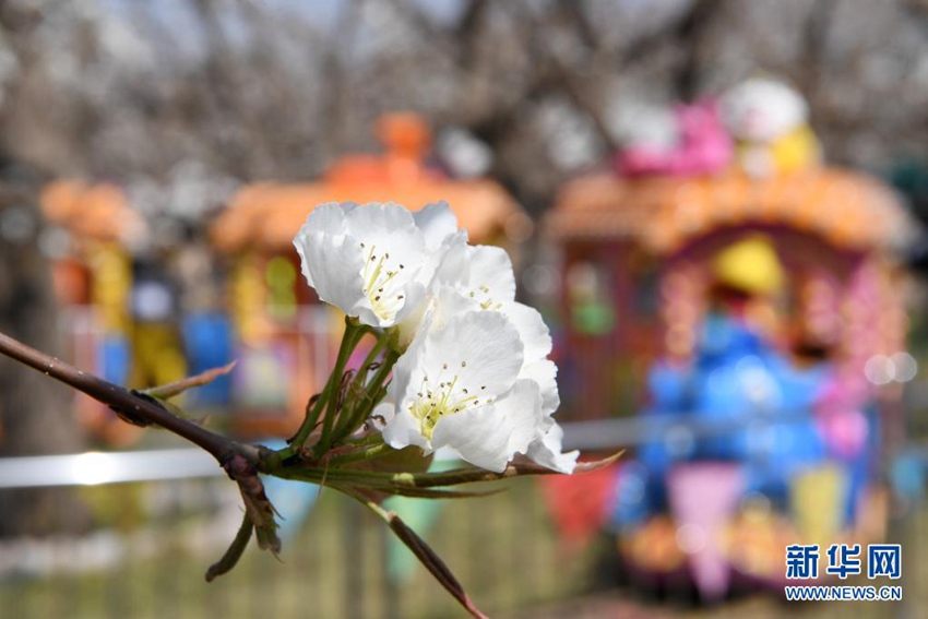 4월 5일 가오란현 스촨진에서 촬영한 배꽃 [사진 출처: 신화망]
