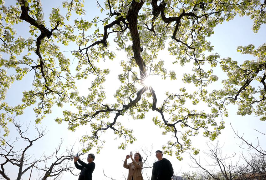 관광객들이 허베이성 첸시현 둥롄화위안진 시산촌의 배나무 숲에서 꽃을 감상하고 있다. [4월 11일 촬영/사진 출처: 신화망]