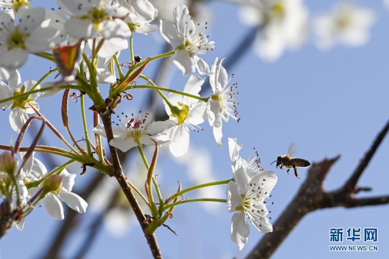 꿀벌의 수분 [4월 11일 촬영/사진 출처: 신화망]