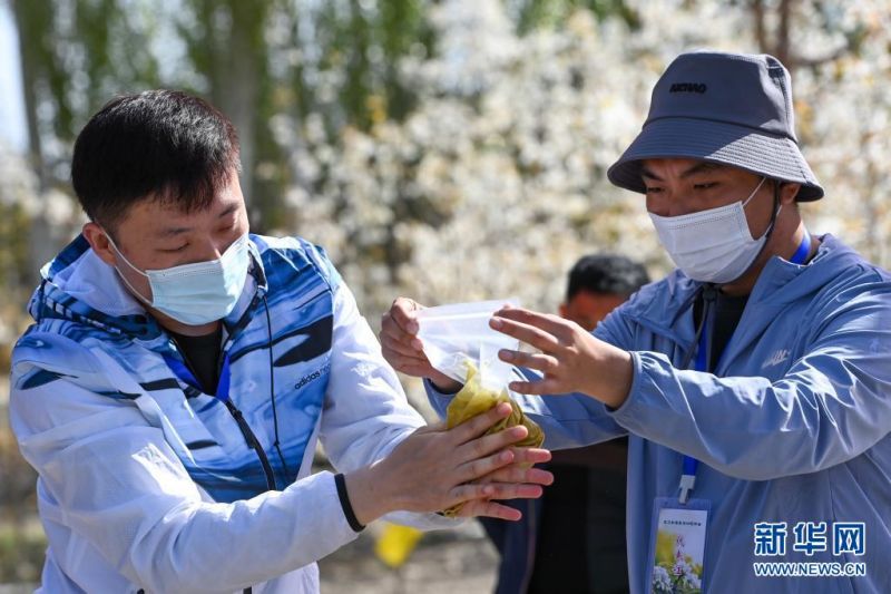 4월 11일, 톄먼관시의 배나무 시범단지, 기술원들이 화분을 용해하고 있다. [사진 출처: 신화망]