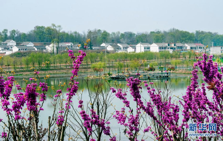 꽃이 무성하게 핀 뤄난현 융펑(永豐)진 지와(冀窪)촌. 뤄난현은 여유 토지를 활용해 현지에 적합한 향토 수종을 선택해 식수조림, 습지복원 등 활동을 적극 펼쳤다. [2021년 4월 9일 촬영/사진 출처: 신화망]