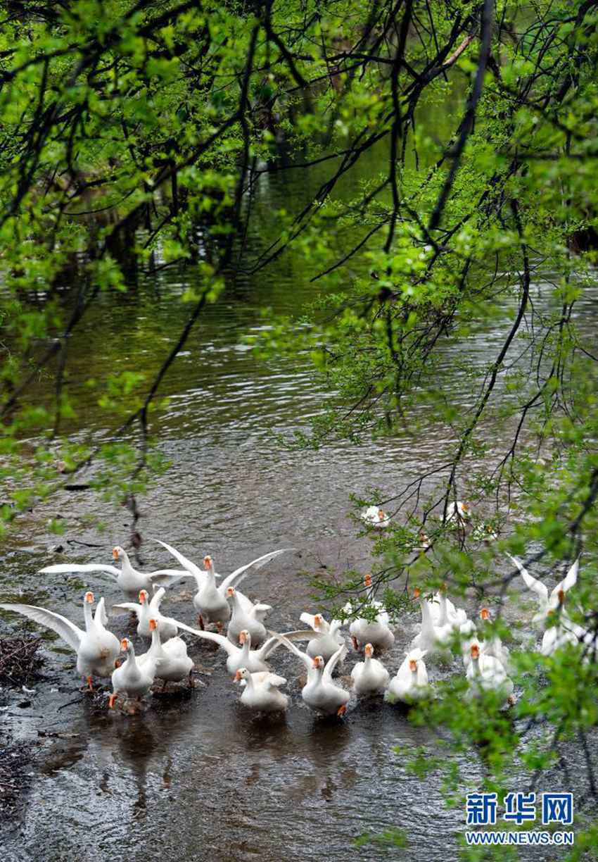흰 거위 무리가 뤄난현 강변에서 여유를 즐긴다. [2021년 4월 9일 촬영/사진 출처: 신화망]