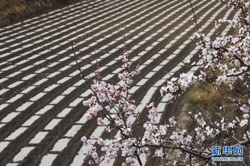 허에비 웨이창 차오양완(朝陽灣) 감자밭의 모습 [4월 25일 드론 촬영/사진 출처: 신화망]