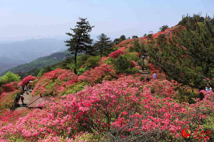 中 노동절 황금연휴 기간 붐비는 후베이 구이펑산 진달래꽃밭